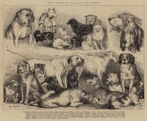 O cão de cristal mostra o palácio